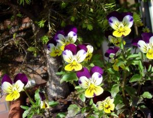 Fleurs bisannuelles : Viola tricolore