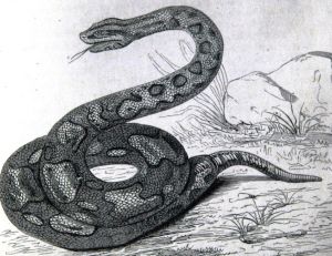 Python devin qui deviendra boa constrictor