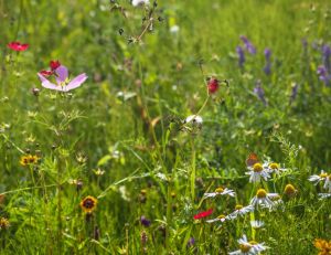 Bonne nouvelle pour la biodiversité : création du parc naturel régional Corbières-Fenouillèdes / iStock.com - alex_west