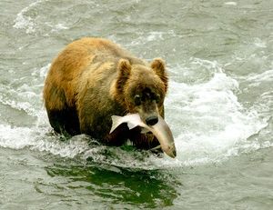 Les saumons assurent une bonne partie de la nourriture du grizzli