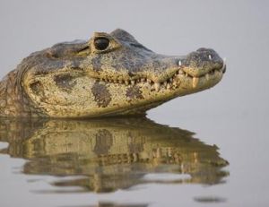 Caïman à lunettes, <i>caiman crocodilus</i>