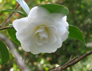 Camélia du Japon (Camellia japonica)