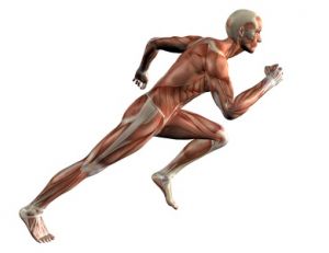 Les muscles du corps humain