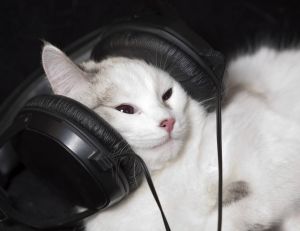 Une étude affirme que les chats seraient sensibles à une certaine forme de musique