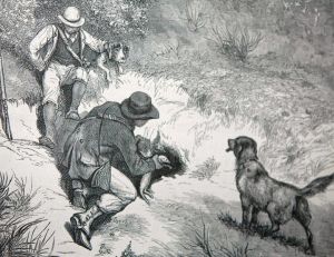 Gravure représentant une chasse aux furets au début du 20ème siècle