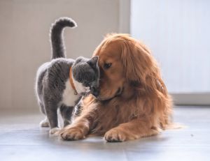 Absence : comment faire garder son animal de compagnie ? / Istock.com - chendongshan