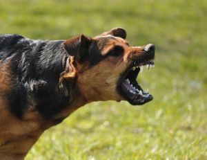 Comment réagir face à un chien agressif ?