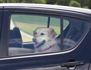 Pour voyager en voiture avec son animal de compagnie, quelques règles s'imposent...