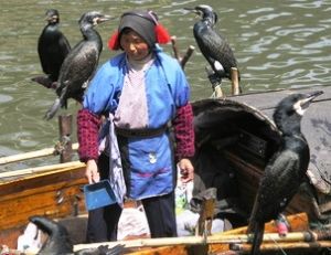 Pêcheuse chinoise avec ses cormorans