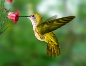 Avec 80 battements d'ailes par seconde, le colibri peut voler en arrière