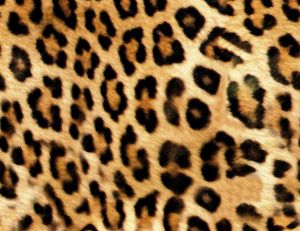 Come-back du motif léopard : comment l'adopter dans votre décoration ? / iStock.com - Recep Yazkent