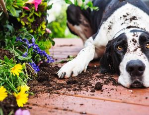 Comment empêcher mon chien de faire ses besoins sur les plantes de mon jardin ?
