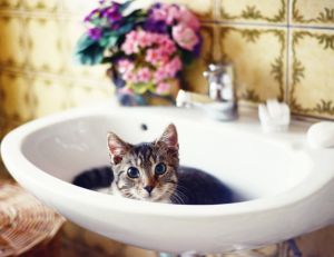Comment laver son chat ? / iStock.com hsvrs