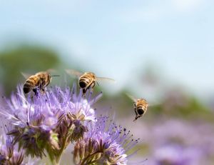Cool news : l'UE bannit 3 pesticides tueurs d'abeilles / iStock.com - Proxyminder