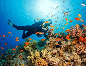 Cool news : le retour de la vie marine sur les côtes méditerranéennes / iStock.com - ultramarinfoto