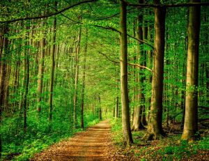 <p>Cool news : une future forêt pour le Grand Paris ? / iStock.com - Nikada</p>