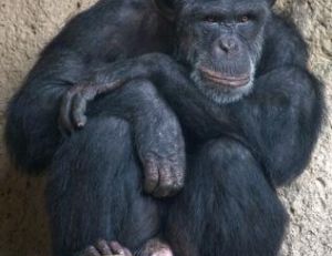 Les testicules du chimpanzé sont très grands