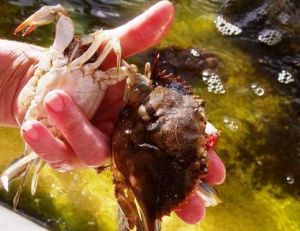 Crabe de Louisiane qui vient de muer : à gauche l’ancienne carapace, à droite l’animal vivant