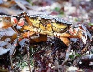 Attitude de défense caractéristique des crabes verts © Arnaud Filleul