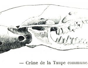 Crâne de taupe