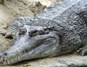 Non, le crocodile n'est définitivement pas l'animal le plus dangereux pour l'Homme qui soit