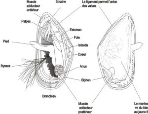 Anatomie d’une moule, document IFREMER