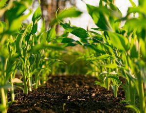 Cultiver son propre potager urbain, même sans jardin