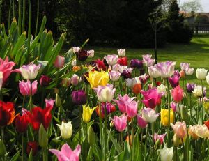 Cultiver des tulipes