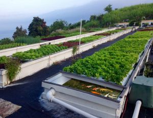 Cultivez vos propres légumes en utilisation l’aquaponie, une solution durable et innovante