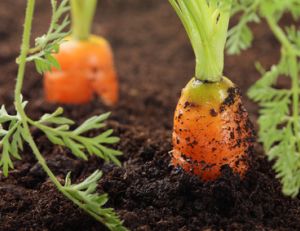 La culture de la carotte