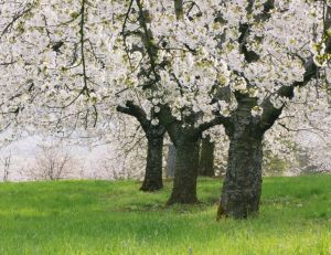 Culture du cerisier