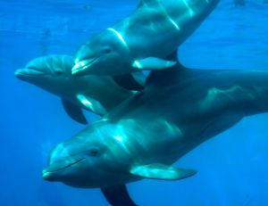 Grands dauphins