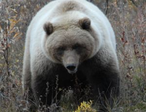 Un beau grizzli, Denali National Park, Alaska