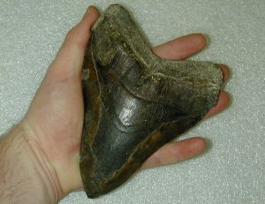 Dent fossilisée d’un Carcharodon Megalodon