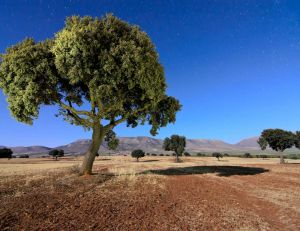 Des arbres pour lutter contre le réchauffement climatique et la pollution / iStock.com - ser-y-star