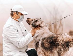 Des chiens capables de détecter le cancer : un progrès impressionnant de la médecine