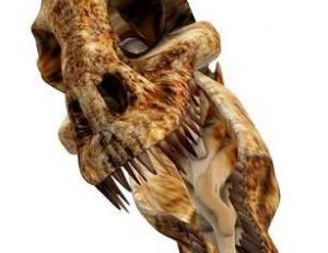Squelette de la tête d’un tyrannosaure