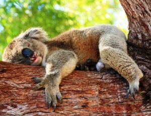 Le koala dort 18 heures par jour