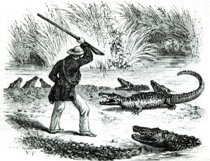 Un homme se défend contre des caïmans – gravure du milieu du 19 ème siècle