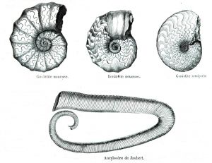 Quelques unes parmi les 700 espèces d’ammonites