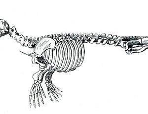 Squelette d’un phoque gris