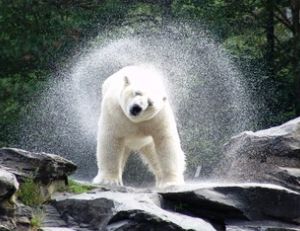 Les ours polaires s'ébrouent en sortant de l'eau