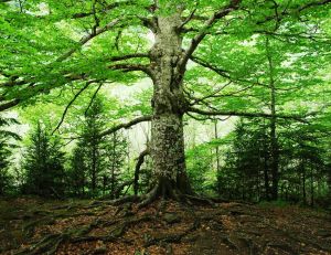 Ecologie : quand des grandes villes plantent des arbres en nombre -iStock.com/alberto clemares expósito