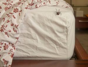 Écosystème domestique : pourquoi vous ne devez pas tuer les araignées qui vivent dans votre maison / iStock.com - MediaProduction