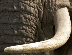 Eléphant d’Afrique avec environ 30 kg d’ivoire