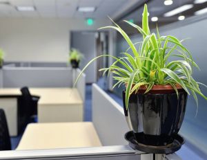 Entreprise : les plantes favorisent le bien-être des salariés / iStock.com - zorazhuang