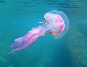 Environnement : faut-il craindre l'invasion des méduses géantes ? / iStock.com - Damocean
