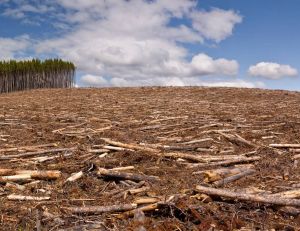 Environnement : la déforestation favorise-t-elle l'apparition de nouvelles maladies ?