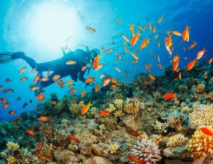 Environnement : un récif corallien géant à l’embouchure de l’Amazone / iStock.com - UltraMarinFoto