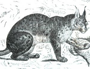 Gravure de la fin du 19e siècle représentant un lynx prédatant ce qui semble être une perdrix ou une gélinotte